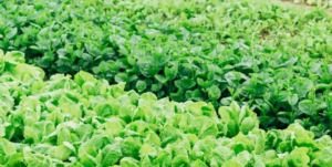 Fresh growing lettuce