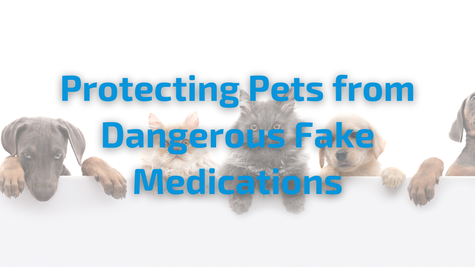 Protecting Pets from Dangerous Fake Medications